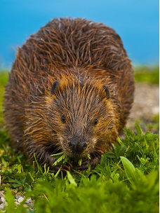 burke beaver trapping
