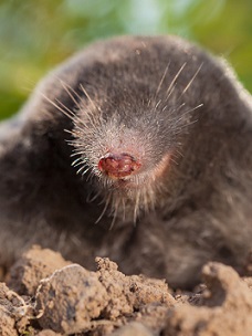 burke mole trapping