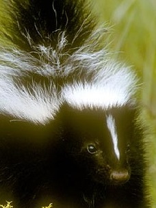 burke skunk removal