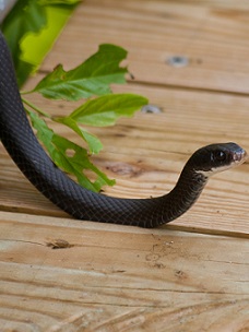 burke snake removal